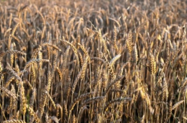 Суша заплашва реколтата от зърно, алармират еколозите