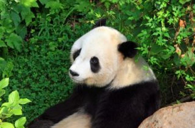 Китаец прави най-скъпия чай в света с изпражнения на панда