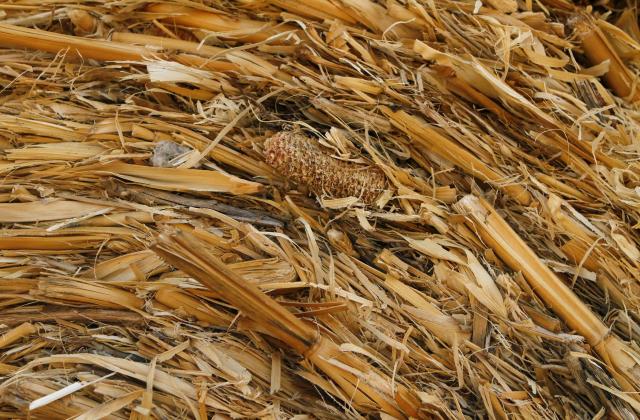 Рали за зърно в САЩ