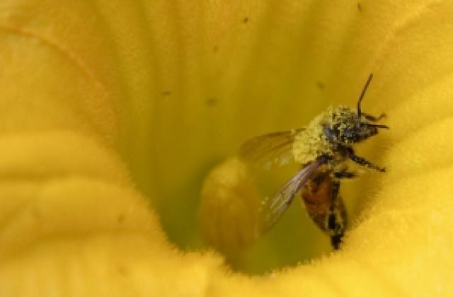 Причината за измирането на пчелите