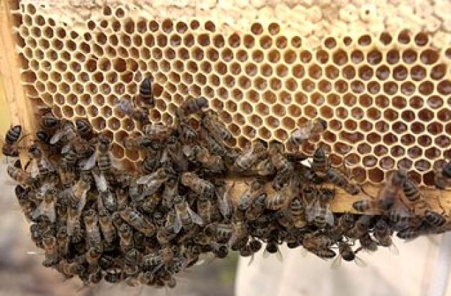 Голяма смъртност порази пчелите заради студа
