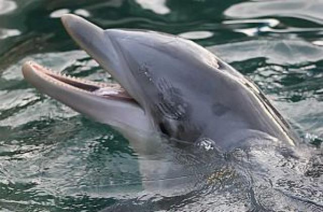 Над 800 мъртви делфина в Перу