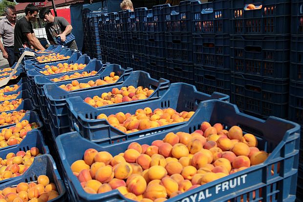  Реколтата от кайсии е по-богата тази година 