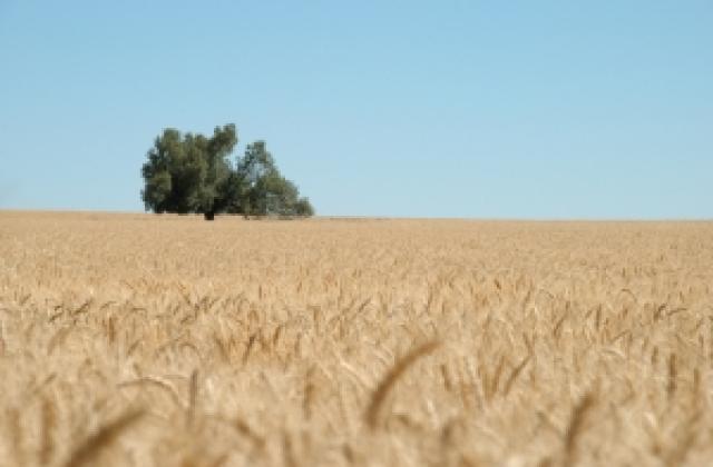Цената на пшеницата тръгна надолу