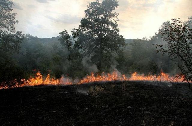 Пожарите погълнаха 90 000 дка горски площи