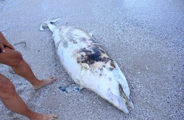 Масово измиране на делфини по българското Черноморие