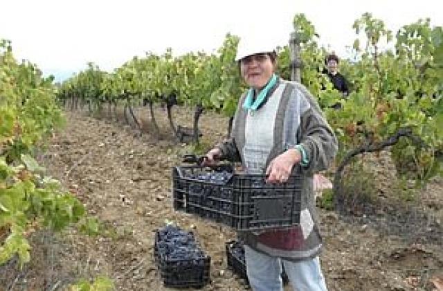 Виното от реколта 2012 ще е отлично