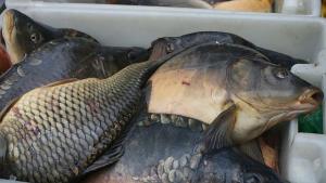 Европроект за 22 млн лв създава три нови работни места