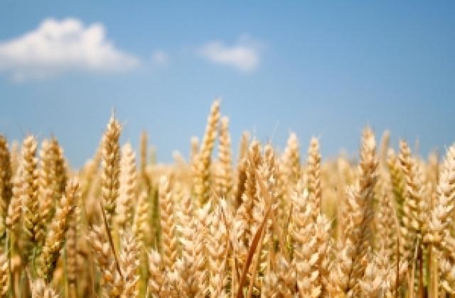 Руска интервенция срещу скъпото зърно
