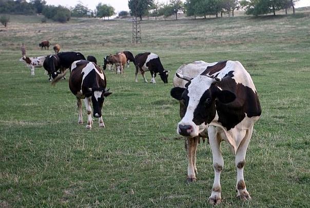  Крави на лизинг 