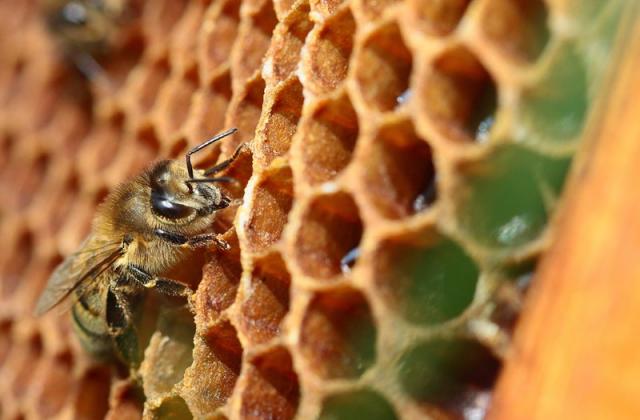 Защо Европа не е единна по въпроса за пчелите и пестицидите