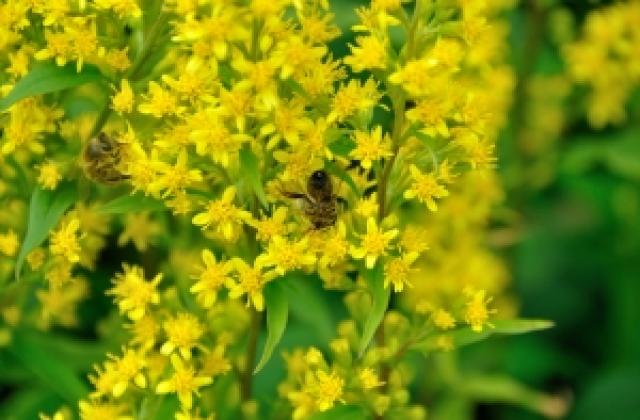 Над една трета от пчелите в САЩ са измрели през зимата