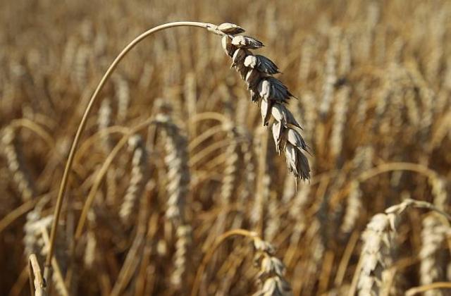 Ще имаме близо 3 млн. тона пшеница за износ