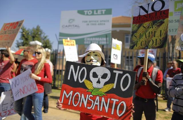 Монсанто увеличава износа на ГМО фуражи за Европа