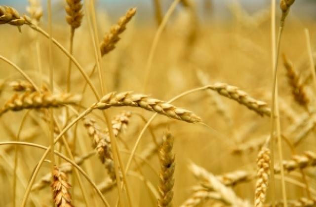 Най-вярната прогноза за реколтата от пшеница