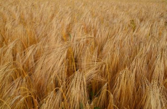 Срив на производствената цена на пшеницата