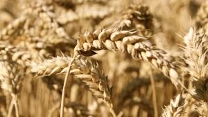 Румъния изнася българско жито