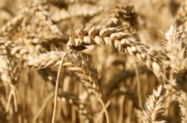 Румъния изнася българско жито