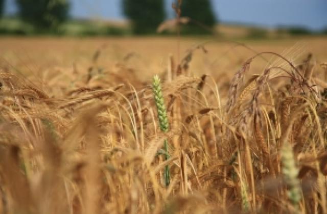 Кризата в Украйна може да срине цените на пшеницата