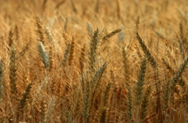 Опасност от срив на цените на зърното