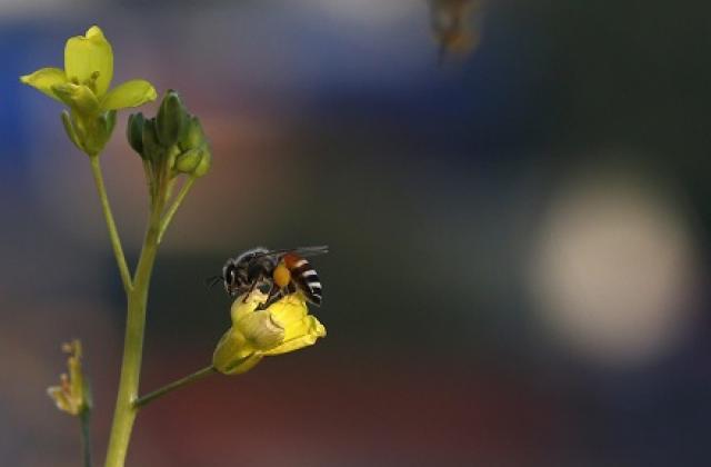 САЩ спасяват пчелите и пеперудите