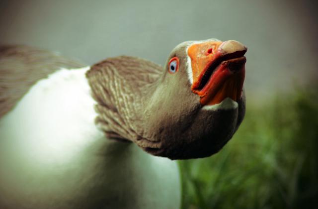 Диви гъски за милиони или как българският фермер се влюби в птиците