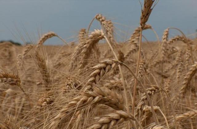 Сривът на цените на пшеницата удря българските производители