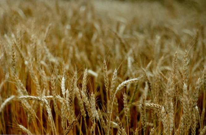 Наем на общинска земя