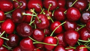 Наближава сезонът на едни от най вкусните плодове черешите През