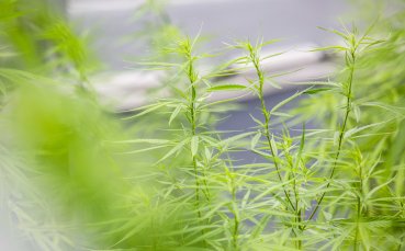 Испанската полиция получи неоценима макар и неволна помощ при идентифицирането