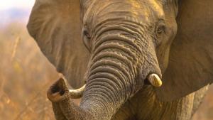 Слон избягал от парк в Демократична република Конго е бил
