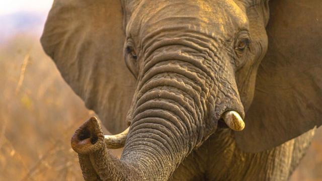 Българка излекува слон от зъбобол в пакистански зоопарк