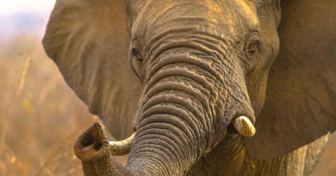 Слон уби австрийски турист в Намибия, съобщава националният намибийски всекидневник,