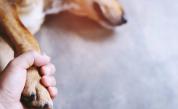  Мистериозна болест лиши живота на голям брой кучета в Норвегия 