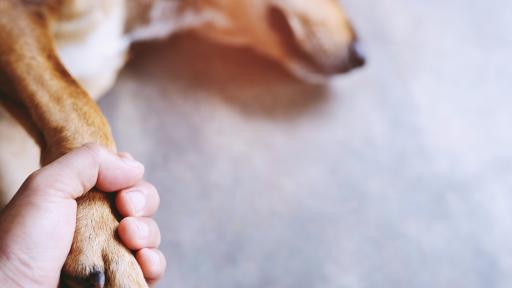  Мистериозна болест лиши живота на голям брой кучета в Норвегия 