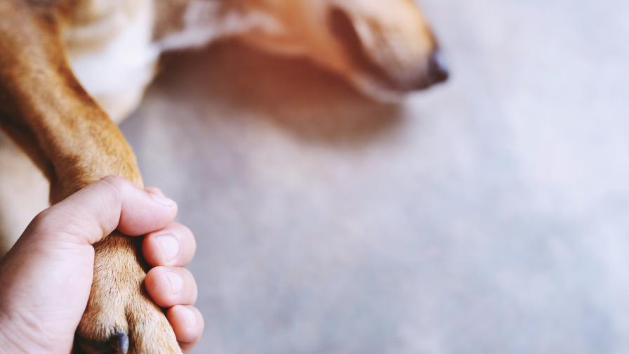  Мистериозна болест лиши живота на голям брой кучета в Норвегия 