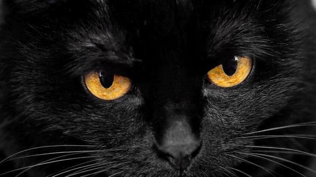 Котка наркотрафикант успя да избяга от затвора 