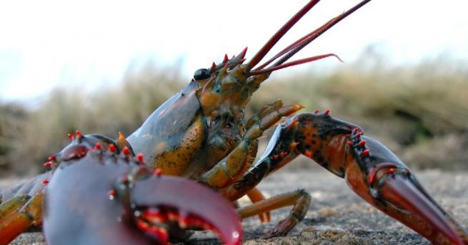 Изключително рядък двуцветен омар уловен наскоро от рибар в щата