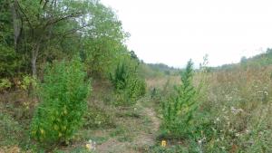 марихуана разград