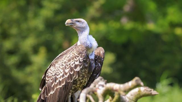 Спасиха лешояд, скитащ се в центъра на Мадрид (ВИДЕО)