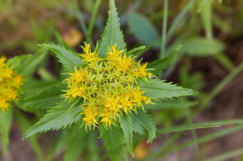  златен корен 