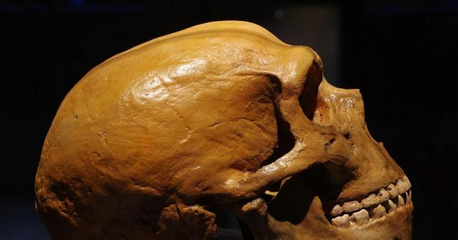 Израелски учени реконструираха скелета на праисторически човек по ДНК, намерена