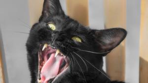 Ловец твърди, че е видял голяма котка в гора в Западна Германия