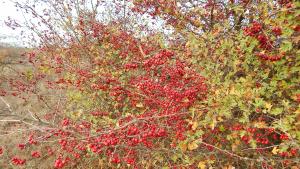 есен времето