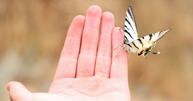 Застрашен вид пеперуда е заснета за първи път след 50