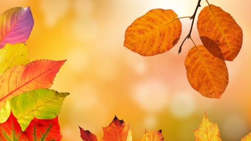  Снимка: pixabay 