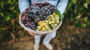 По скъпо и по малко винено грозде прогнозират производители Шарена