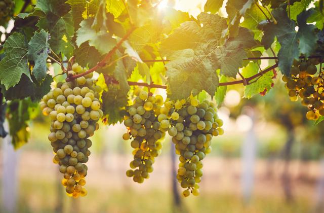 В отговор на обявените протестни действия от страна на лозари