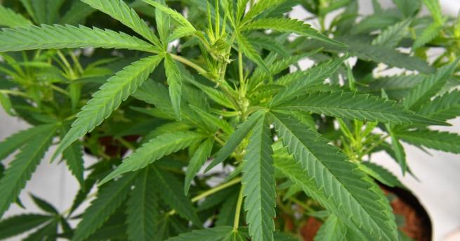 Австралийската столица Канбера легализира марихуаната за лична употреба с развлекателна