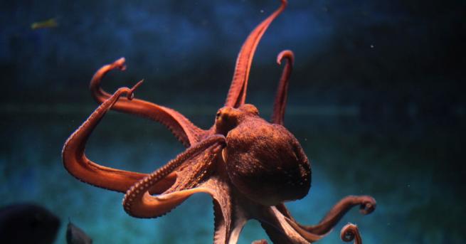 Морският биолог Дейвид Шийл засне как октоподът Хайди сменя цвета